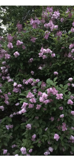 Gorgeous potted and unpotted  Lilac trees for sale in Plants, Fertilizer & Soil in Winnipeg - Image 2