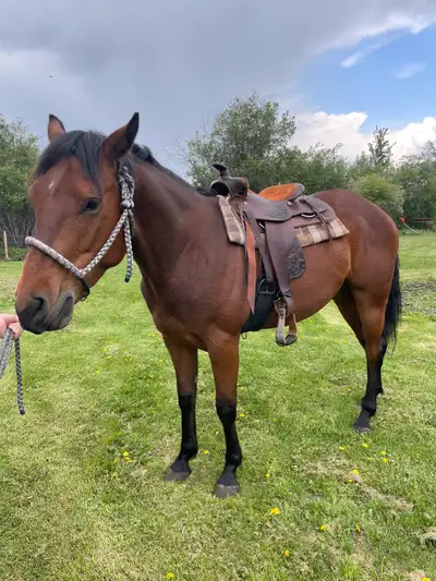 Great saddle. Comfortable. 7” gullet and fit my horse who is a barrel. I’ve had to rehome my horses...