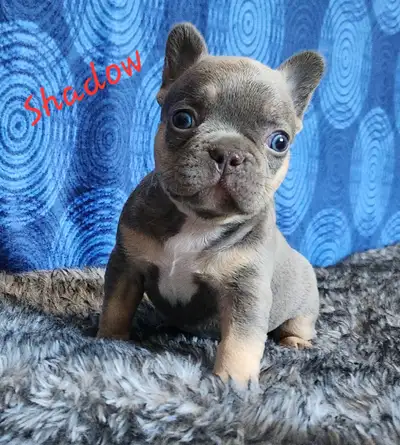 4 puppies and 1 adult purebred French Bulldogs CKC registered, View more