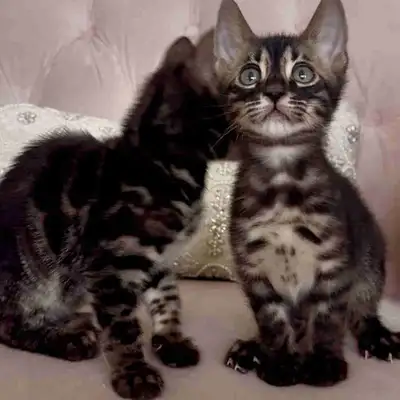 Charcoal Bengal Kittens , View more