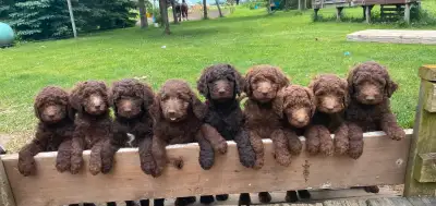 These Gorgeous pups have been family raised in our home and have been very well socialized with kids...