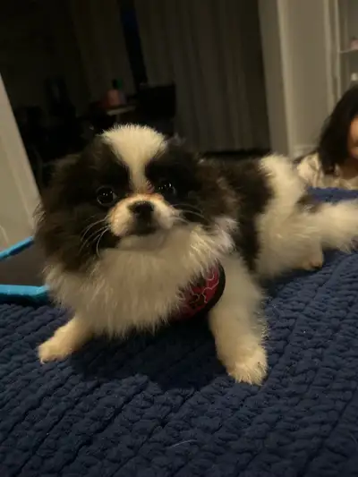toy Pomeranian little girl, View more