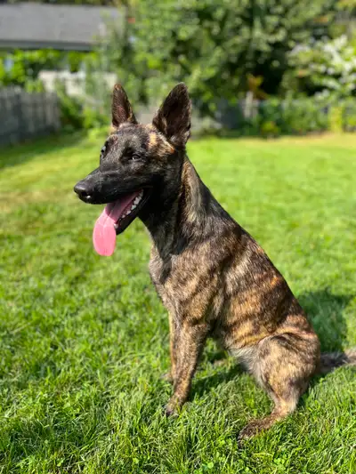 Purebred Registered Dutch Shepherd Puppies, View more