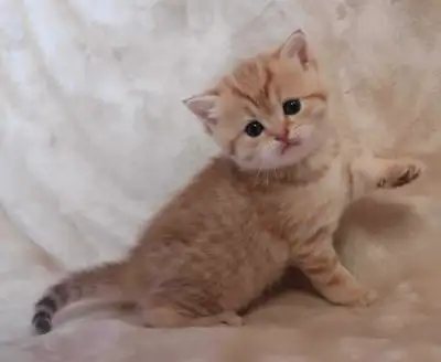 chaton British shorthair , View more