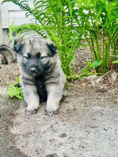 Norwegian Elkhound puppies, View more