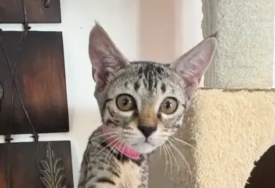 Chaton femelle Savannah F5 golden (c. rose)., View more
