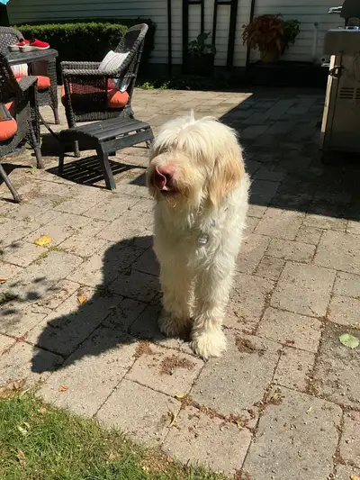 Blonde Golden Doodle, View more