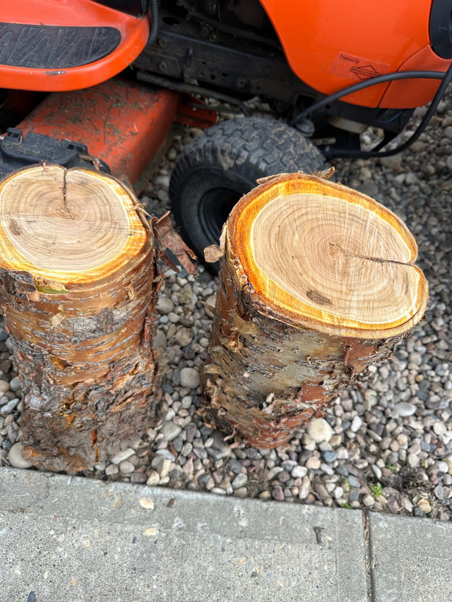 Hard Wood Stumps for sale in Other in Strathcona County - Image 3