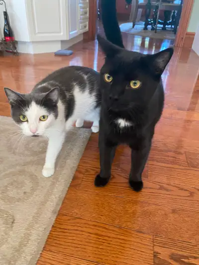 $60.00 Mother/Son kittens rehoming, View more