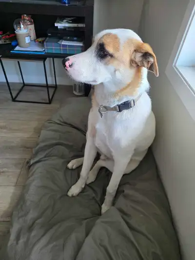 Onyx – Super 10 mois old mixed breed dog , View more