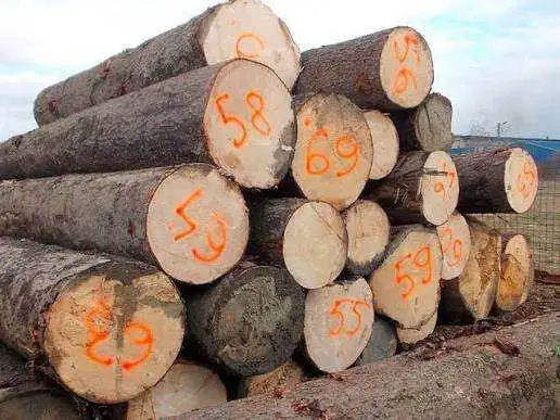 Spruce Logs Wanted in Other in Bridgewater - Image 2