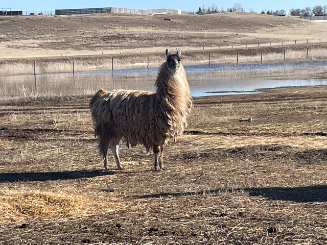 Live stock guardians *Llamas* in Livestock in Swift Current
