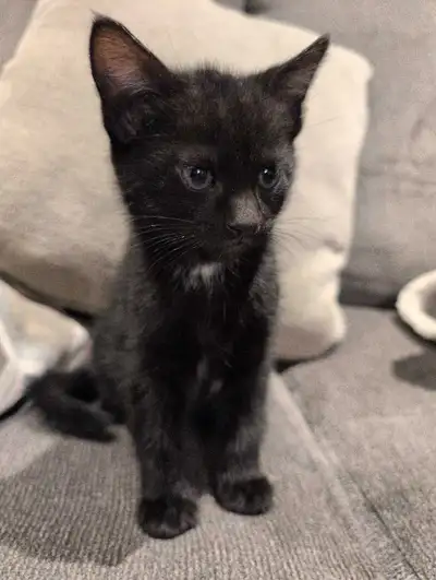 Litter trained , friendly Kitten, View more