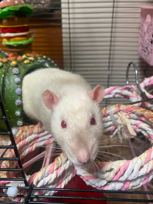Pet Male Rats for Adoption in Small Animals for Rehoming in Abbotsford - Image 3