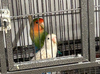 Inseparable couple loverbird