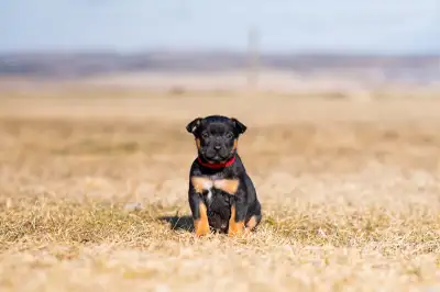 Purebred Australian Kelpie Puppies, View more