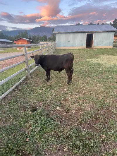Jersey bull, View more