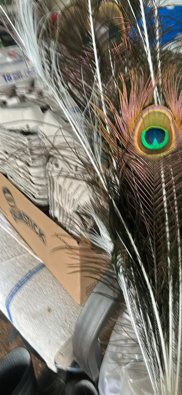 real peacock feathers for sale