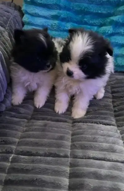 Pomeranian Puppies - 4 Females, View more