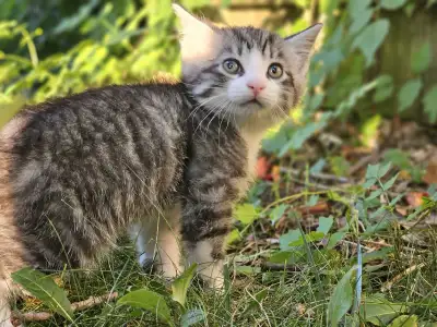 kittens for rehoming, View more