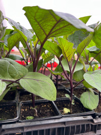 Vegetable seedlings for Sale