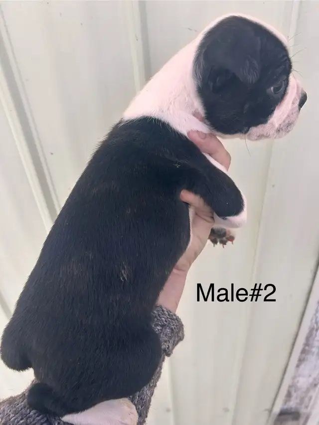 READY ( Boston terrier ) in Dogs & Puppies for Rehoming in Ottawa - Image 10