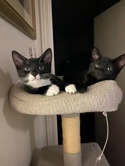 Bonjour, je vend mes magnifiques chatons. Une femelle et un mâle. 50 $ chacun. Le mâle c’est le noir...