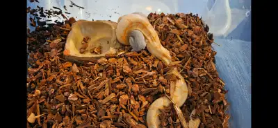 Adult female albino kenyan sand boa, View more