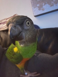 Hand Tame Senegal Parrot Plus All Accessories 