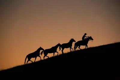 ISO Looking for Horses, View more