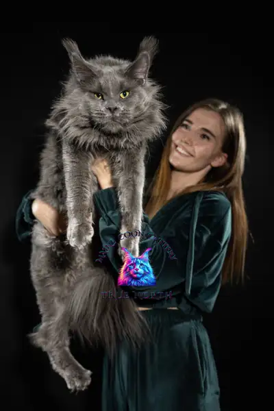 Luxury Maine Coon Kittens – Visit Our Cattery, Meet Parents, View more