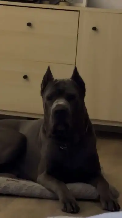 Intact 4 year old male cane corso available for a new home. Call or text at 4375532188
