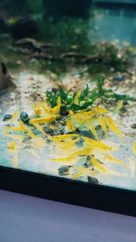 Shrimps for SALE! - Reds, Blues, Yellows, Greens and Mixed! in Fish for Rehoming in Woodstock - Image 6