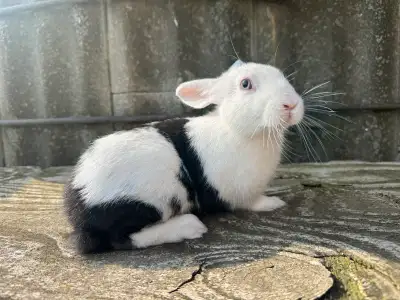 Netherland dwarf bunny X, View more