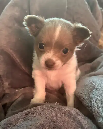 DOUBLE-TOY  Chihuahua Puppy Micro Boy  Medium Long coat furball, View more