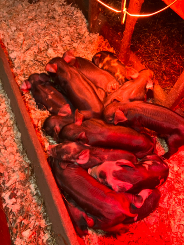 Piglets for sale in Livestock in Annapolis Valley