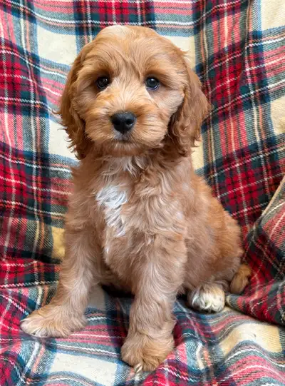 mini Cockapoo puppies , View more