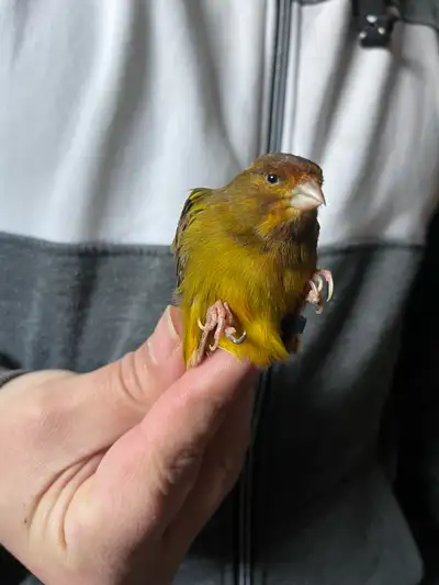 Canari timbrado espagnol chanteur, View more