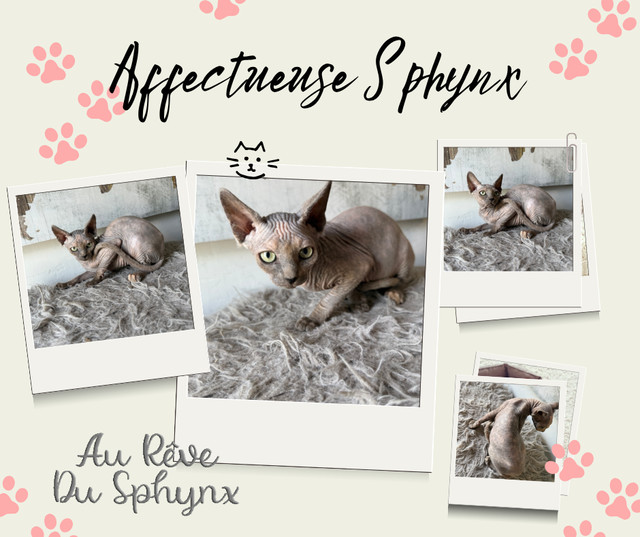 3 Belles femelles sphynx dans Chats et chatons à adopter  à Saint-Jean-sur-Richelieu - Image 3
