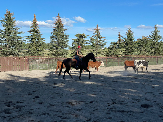 Thoroughbred gelding in Horses & Ponies for Rehoming in Calgary - Image 2