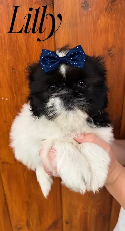 Beautiful pure shih tzu babies ready to go!, View more