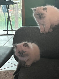 Beautiful Himalayan Bluepoint, one male one female left $600.cat