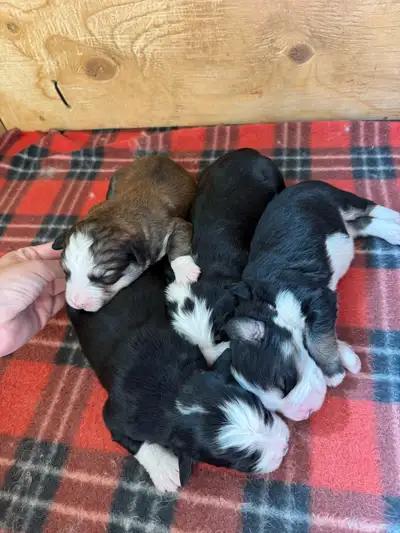 Farm and acreage guardian Pups Pyredoodle x Bernese, View more