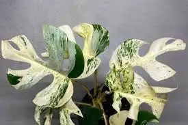 tetrasperma variegated 62864746243841122