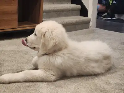 17 month old male Great Pyrenees needing rehoming. Our large, wonderful, sweet dog named Buddy is lo...