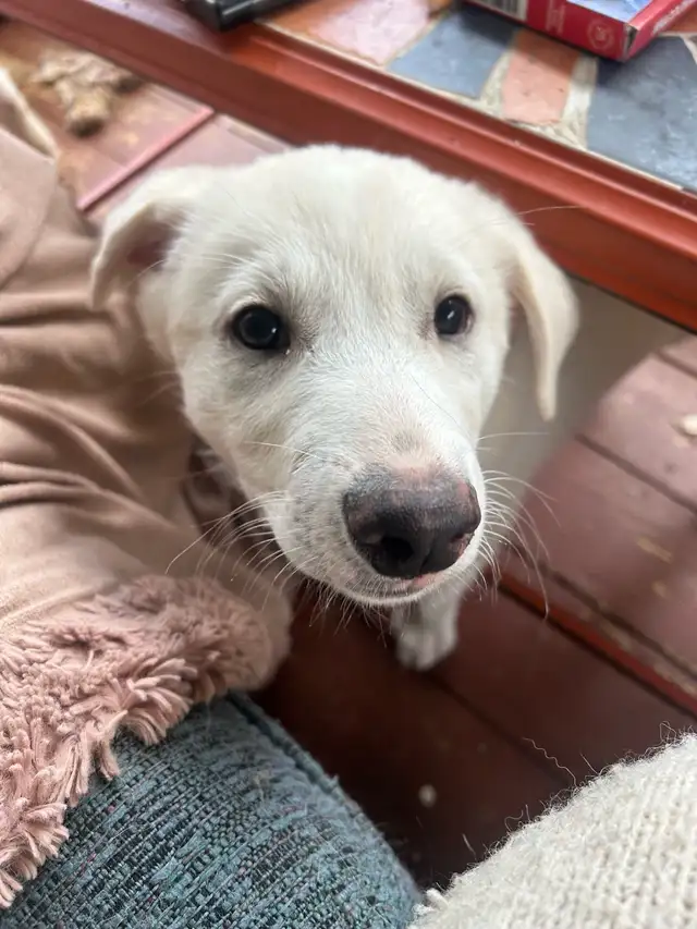 Chiot à adopter in Dogs & Puppies for Rehoming in Laurentides - Image 3