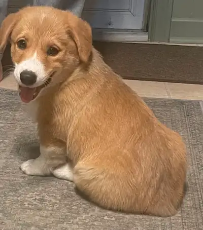Sweet male Corgi puppy. Vet checked, vaccinated and dewormed with health record. 11 weeks old.