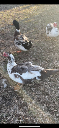 Male Muscovy ducks