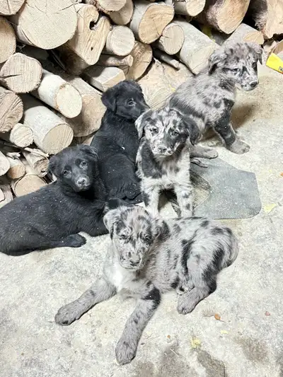 Austalian Shepherd/Black Lab puppies, View more