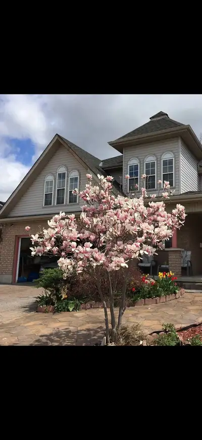 2 Beds Room in Big House In Cambridge For Rent , Close To 401 And Cambrigde Mall , Few Steps to Bus...